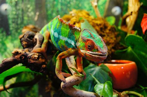 10 Chameleon Enclosure Decorating Ideas | Reptile Tanks and Cages - Critter Mamas