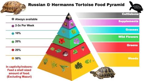 Russian & Hermanns Tortoise Food Pyramid