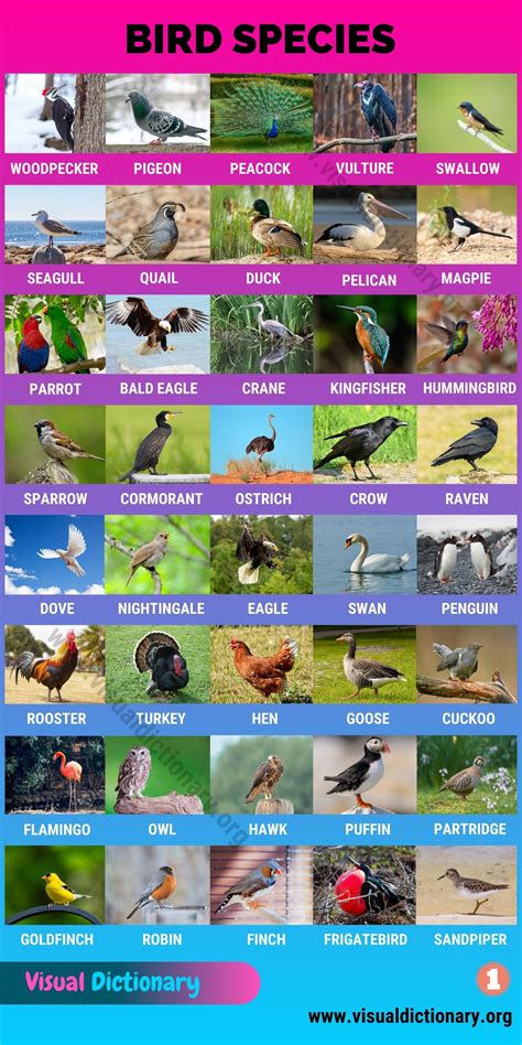 Vertebrates: Wonderful List of 340+ Vertebrates around the World - Visual Dictionary