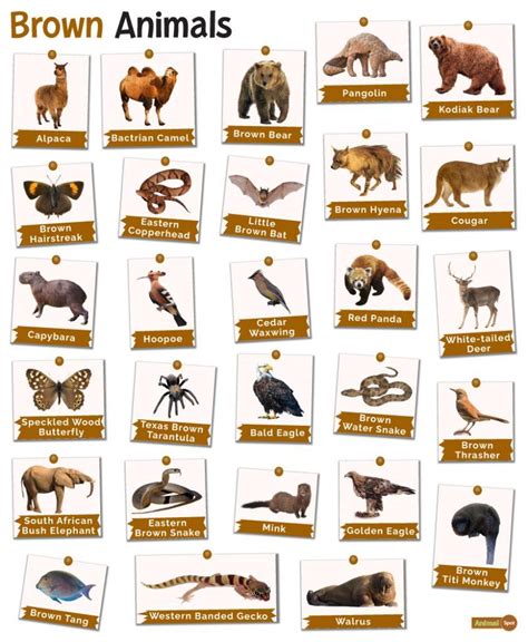 Brown Animals – Facts, List, Pictures