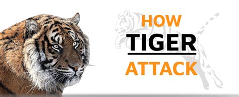 How does a Tiger Attack its Prey? | Tiger-Universe