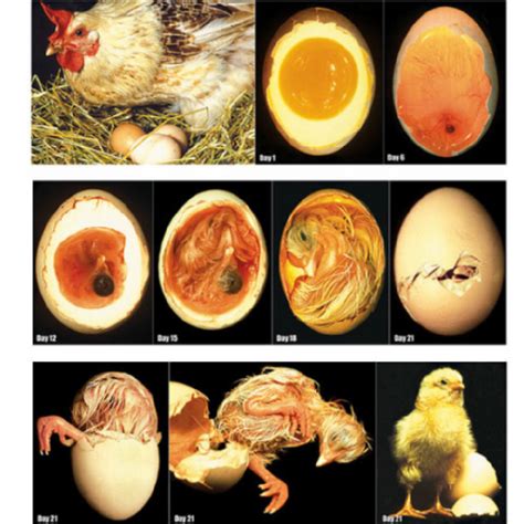 Chicken Embryology Poster Set