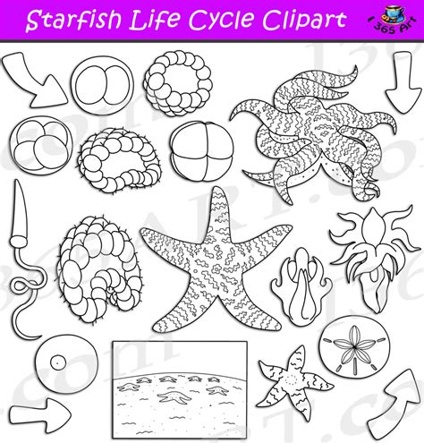 Starfish Life Cycle Clipart Set Download - Clipart 4 School