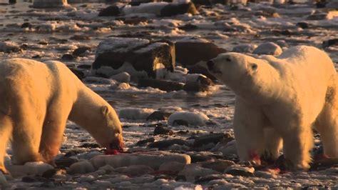 How Do Polar Bears Use Blubber? - YouTube