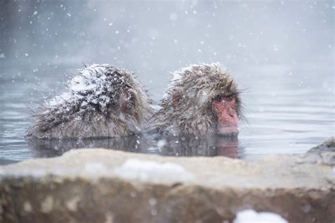 Returning to See the Japan Snow Monkeys (in Winter, This Time)