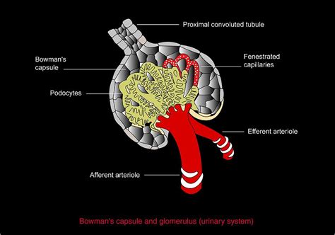 Bowman's Capsule, Diagram Photograph by Francis Leroy, Biocosmos