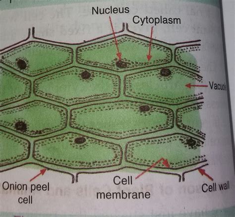 [DIAGRAM] Labeled Onion Cell Diagram - MYDIAGRAM.ONLINE