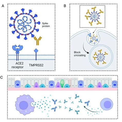 Pattern diagram of neutralizing antibody mechanism. (A) Preventing the ...