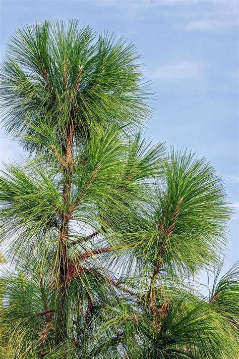 Longleaf Pine (pinus Palustris) Photograph by Dr. Nick Kurzenko