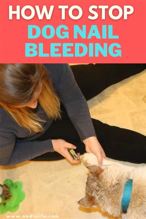 How To Stop Dog Nail Bleeding (Groomer Advice) - Oodle Life