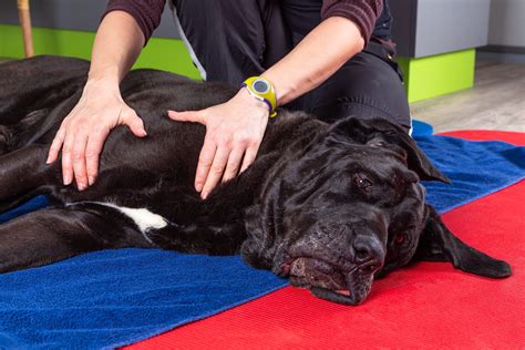 Is massage therapy allowed in dogs? - Vet Help Direct