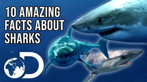 10 Amazing Facts You Didn't Know About Sharks! | SHARK WEEK 2018 - YouTube