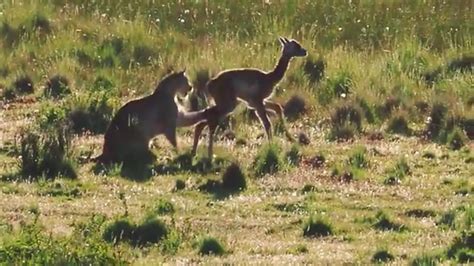 Watch this! - Puma hunting a young guanaco and then plays with it! - YouTube