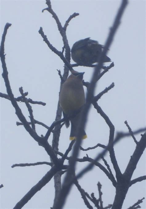 eBird Checklist - 11 Feb 2024 - Truro Anglican Church - 3 species