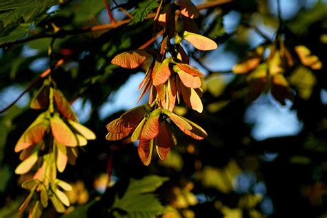 How to Grow and Care for Sugar Maple Trees | Gardener’s Path