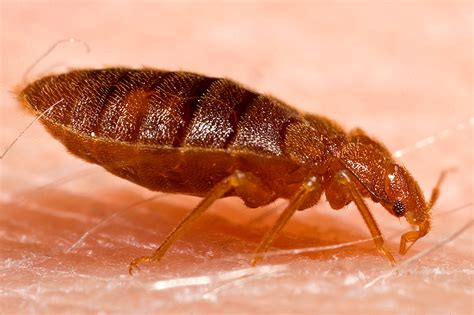 Bestand:Adult bed bug, Cimex lectularius.jpg - Wikipedia