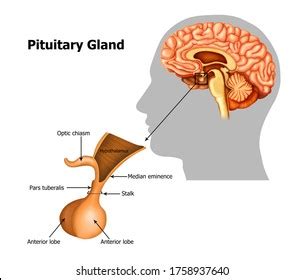 Neurohypophysis Images, Stock Photos & Vectors | Shutterstock