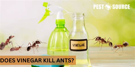 Does Vinegar Kill Ants? - Pest Source