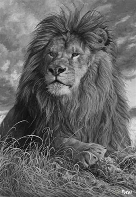 Coloring for adults - Kleuren voor volwassenen | Pencil drawings of animals, Grayscale coloring ...