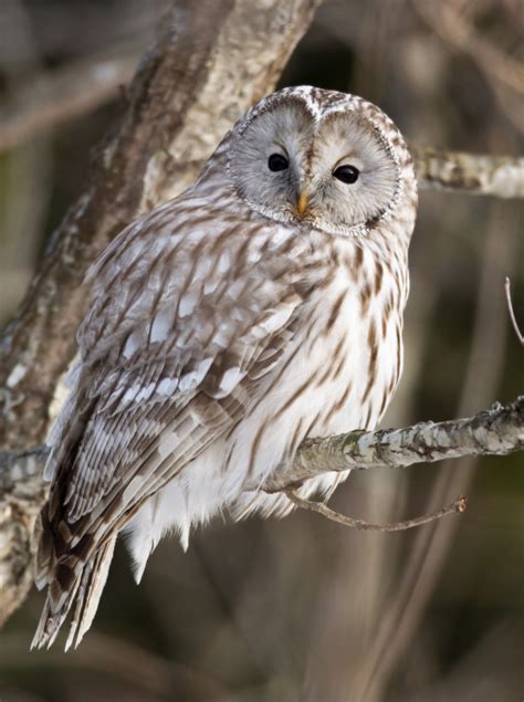 Ural Owl | BirdPhotos.com