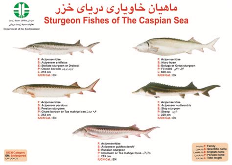 (PDF) Sturgeon Fishes of The Caspian Sea