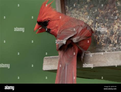 Male Northern Cardinal on the bird feeder Stock Photo - Alamy