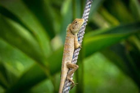 What Predators Eat Lizards? - Joy of Animals