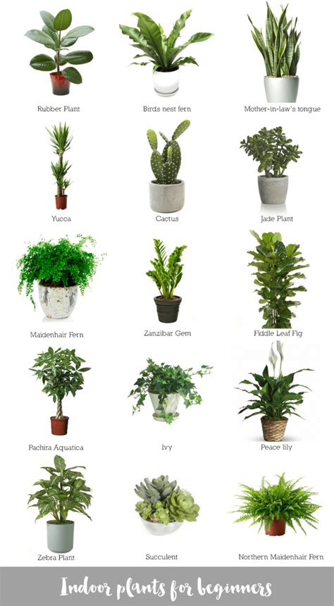 Indoor plants for beginners