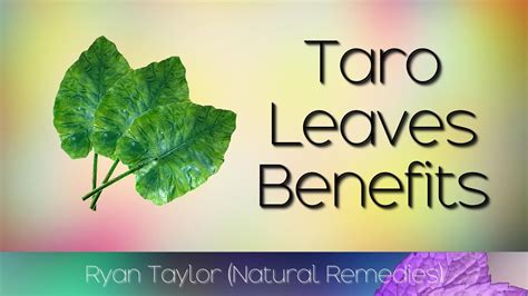 Taro Leaves: Benefits and Uses - YouTube