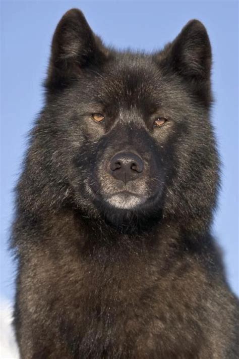 79 Best images about Black Wolves on Pinterest | Wolves, Eyes and Wolf ...