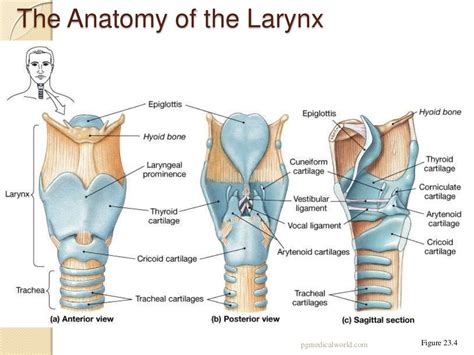 Cartilage Larynx Anatomy