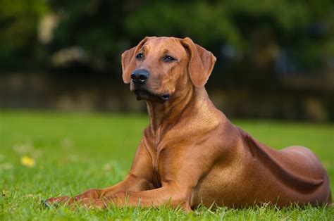 Rhodesian Ridgeback: 10 Facts About Africa’s Lion Dog | All Things Dogs