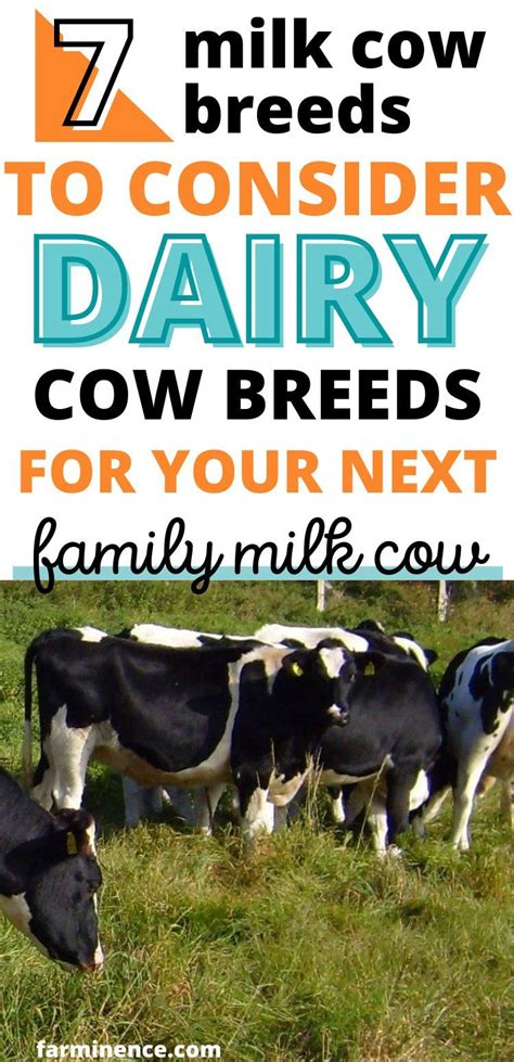 Dairy cattle breeds 7 popular breeds to consider – Artofit