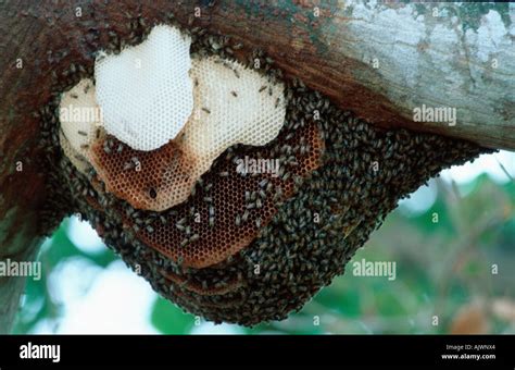 African Killer Bee Stock Photo: 8467811 - Alamy