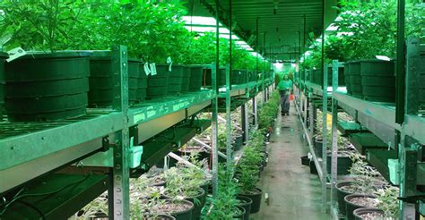 Medical Marijuana Dispensaries Near Me: Finding Your Local Dispensaries