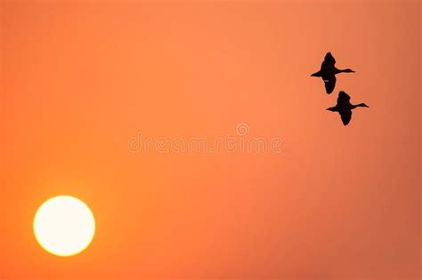 Lesser Whistling Ducks Flying at Sunset in Keoladeo Ghana Nation Stock Image - Image of javanica ...