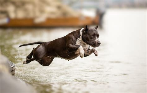 16 Dog Breeds That Jump High And The Highest Jumping Dogs – The ...