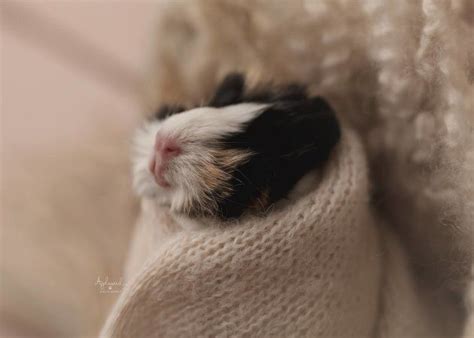 Newborn Guinea Pig Photo Shoot Is A Top Contender For Cutest Thing Ever | HuffPost Canada