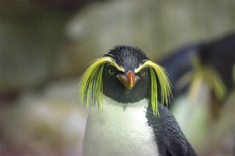 Yellow Hair Penguin: Facts About the Rarest Penguin Species | by Merazmunna | Medium