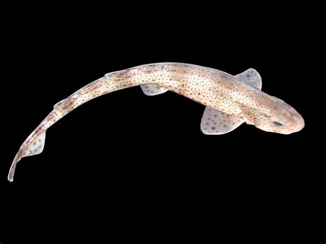 Small-spotted catshark - Wikipedia