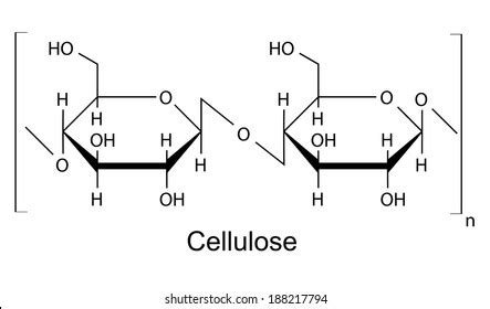 7,217 Cellulose Structure Royalty-Free Photos and Stock Images | Shutterstock