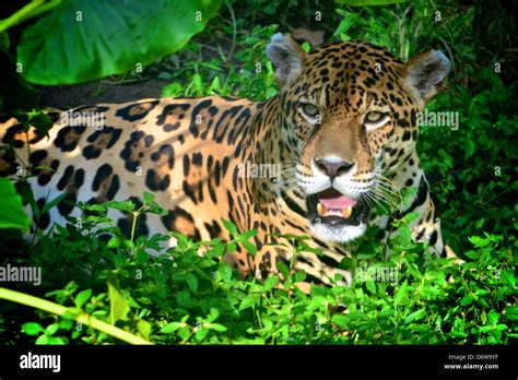 Jaguar on a riverbank in the Amazon rainforest Stock Photo - Alamy