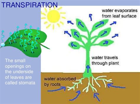 [Solved] Which of the following structures of a plant is responsible