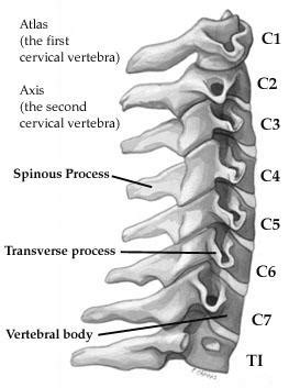 Anterior Neck Anatomy Bones