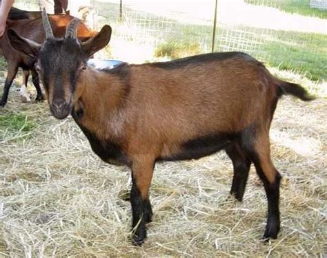 Oberhasli Goat - Wholesale Price & Mandi Rate for Purebred Oberhasli Goat