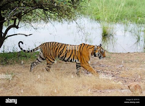 Tiger habitat hi-res stock photography and images - Alamy