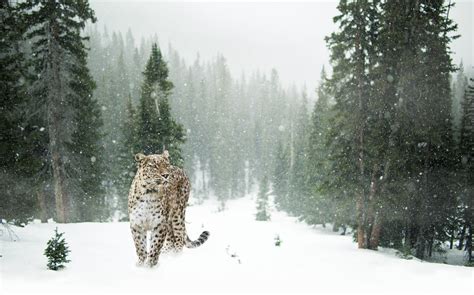 Leopardo de las Nieves: características, comportamiento y hábitat