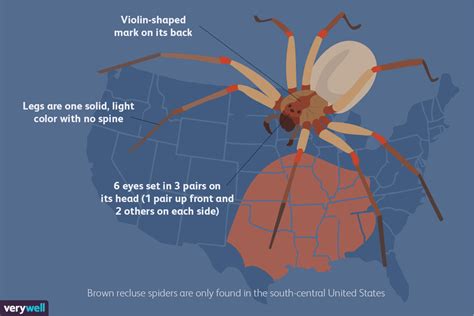 The Brown Recluse: How to Tell If You Were Bitten