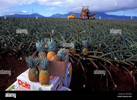 Harvested pineapples from the Dole pineapple fields in Wahiawa, with a ...