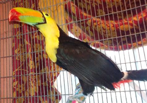 Buy Toco Toucan For Sale Online Novan Bird's For Sale